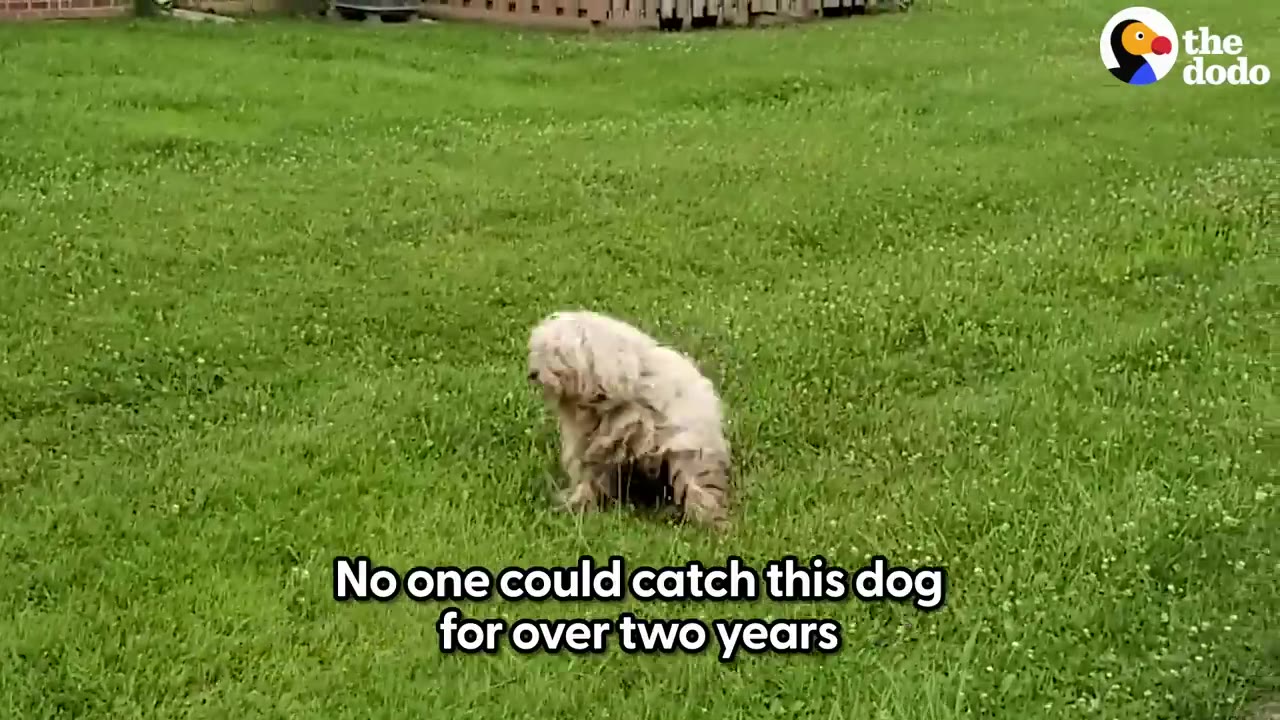 A small, heavily matted dog standing alone on a green grassy lawn.