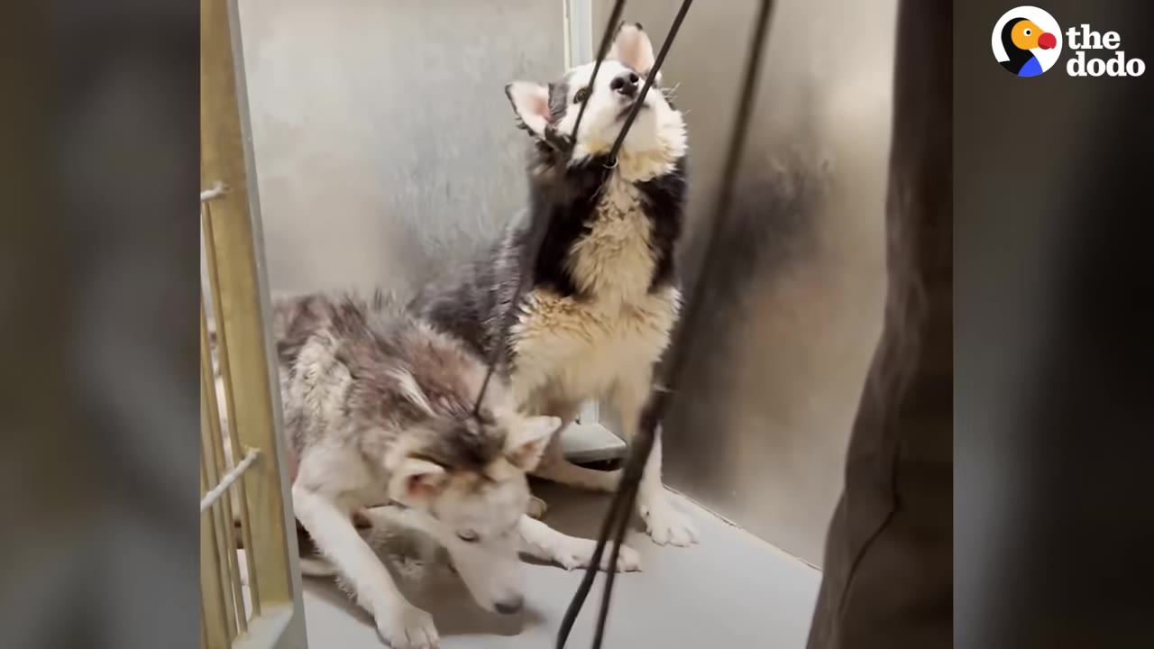 Two scared huskies cowering inside a metal kennel stall while held on catch poles.
