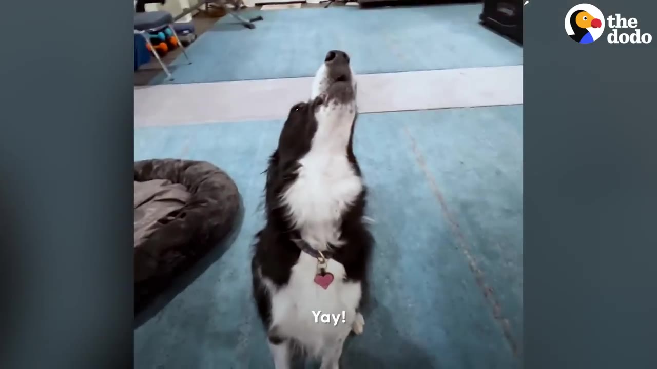 A black and white border collie sitting on a blue rug, tilting its head back and pointing its snout upward to howl.