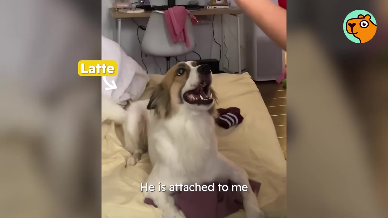 A brown and white dog sitting on a bed and looking up happily toward its owner's hand.