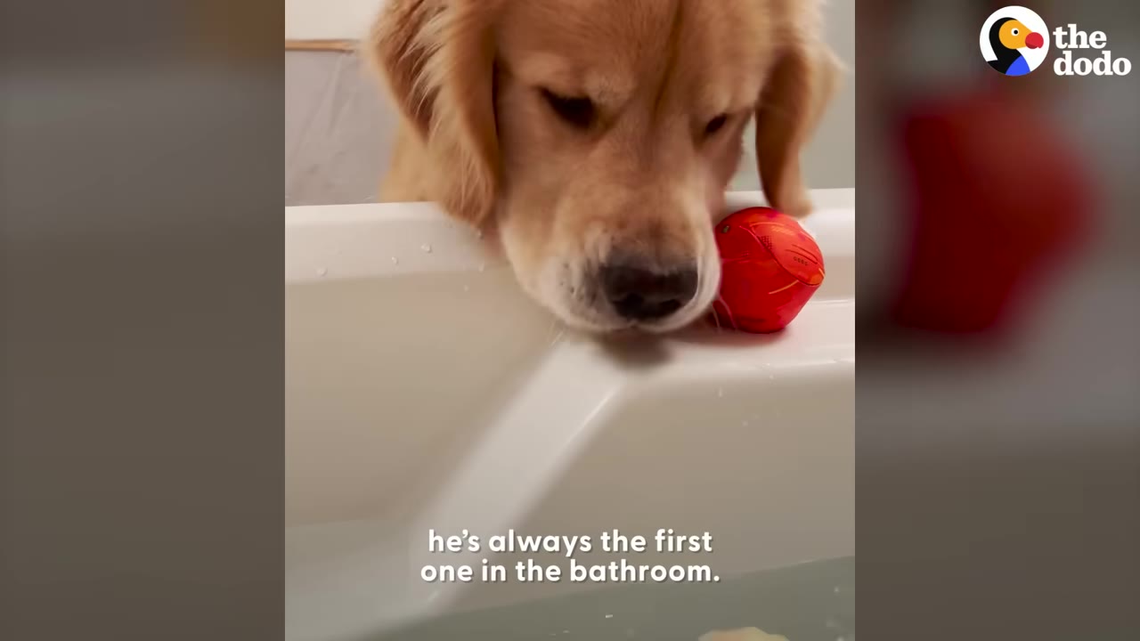 A golden retriever leans over the edge of a white bathtub next to a red toy ball.