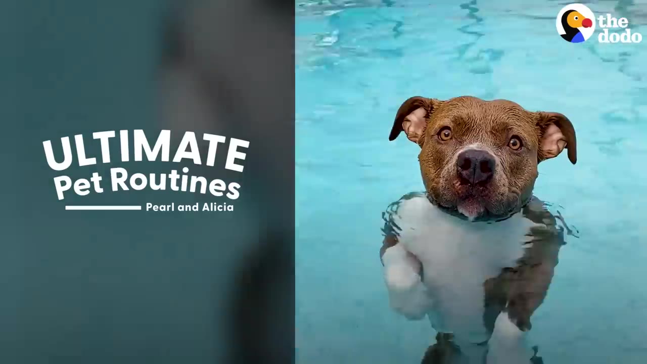 A brown and white dog swimming in a clear blue pool and looking directly forward.