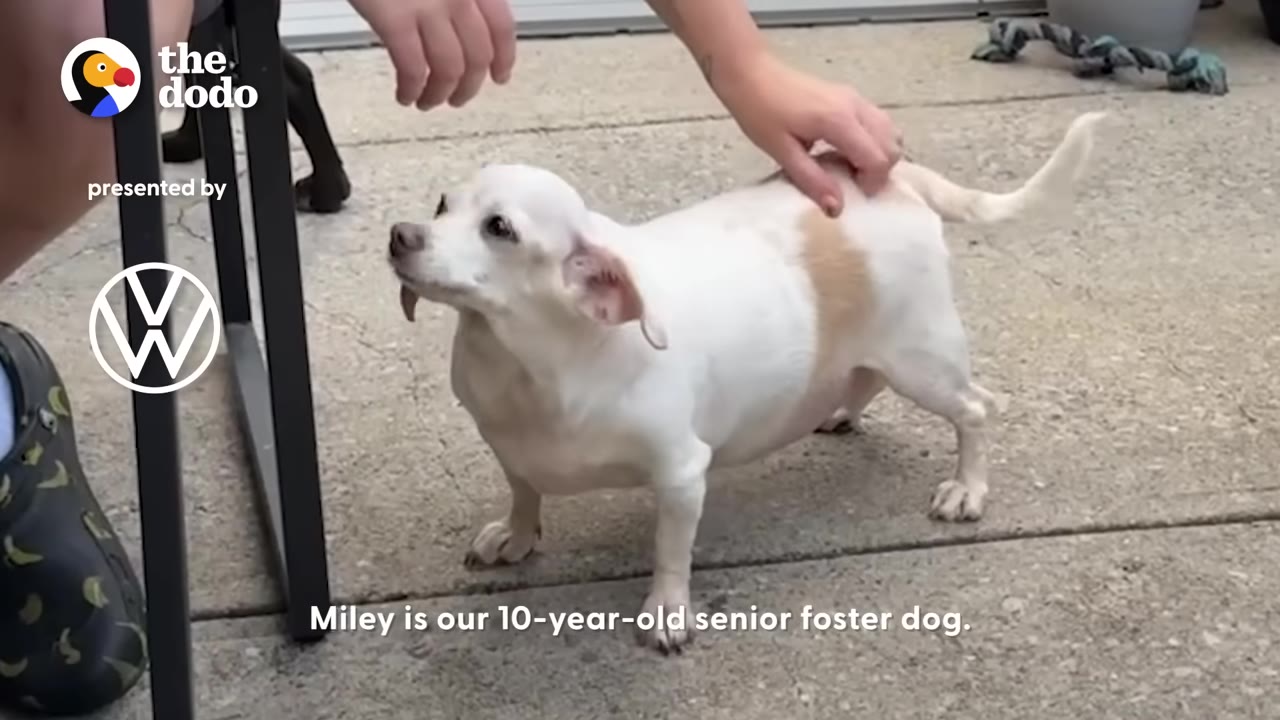 A small, senior white and tan dog standing outdoors on a concrete ground while a person pets her back.