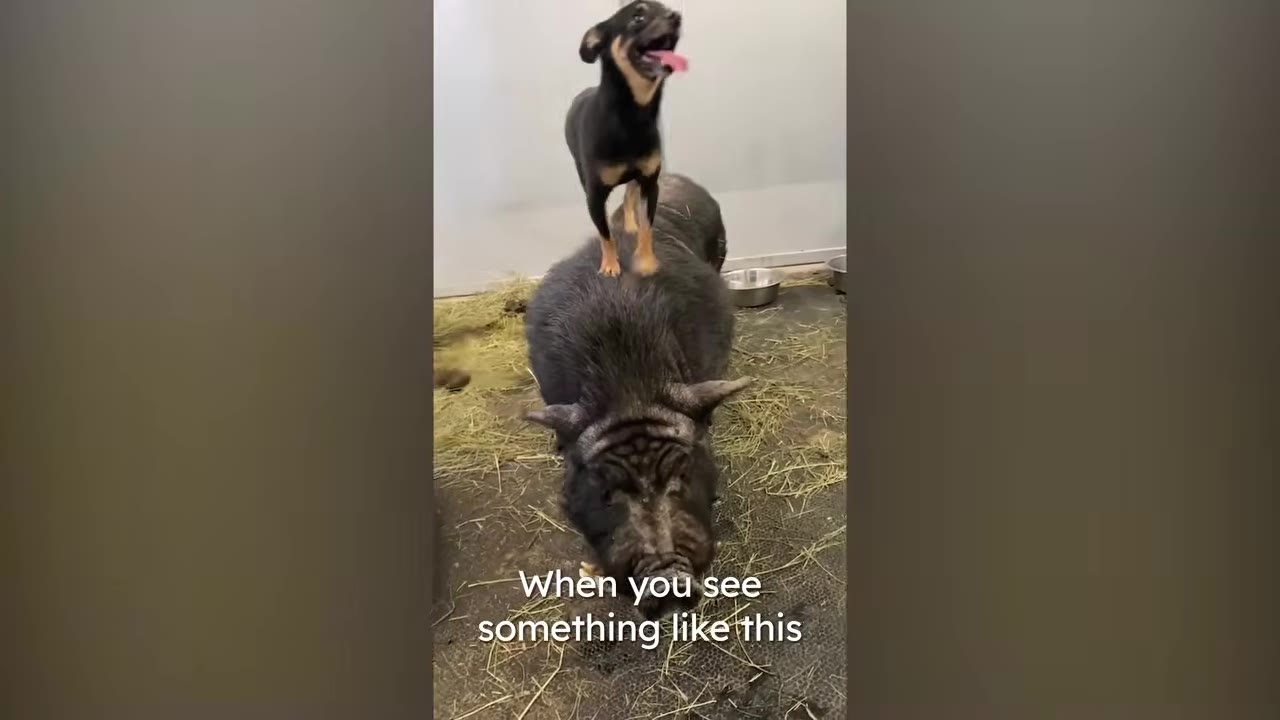 A small black and tan dog standing on top of the back of a large black pig resting on straw.