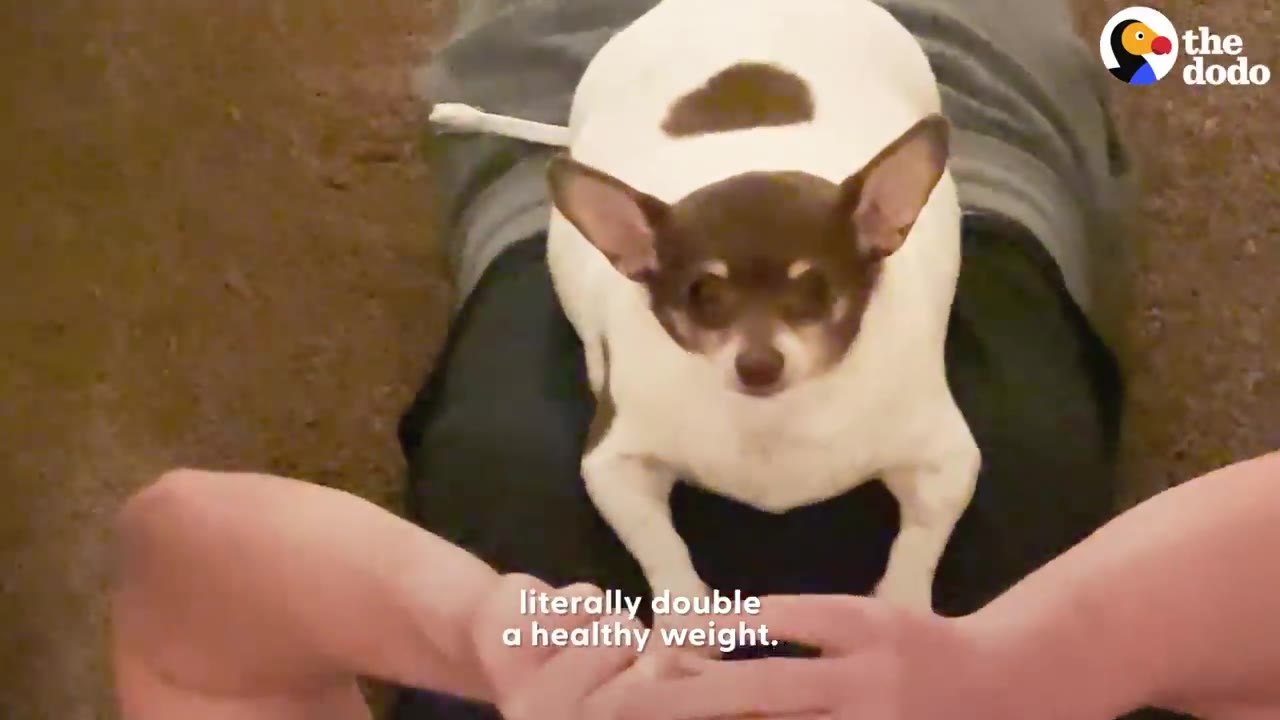 A small brown and white Chihuahua named Theo sitting on a person's lap looking directly forward.