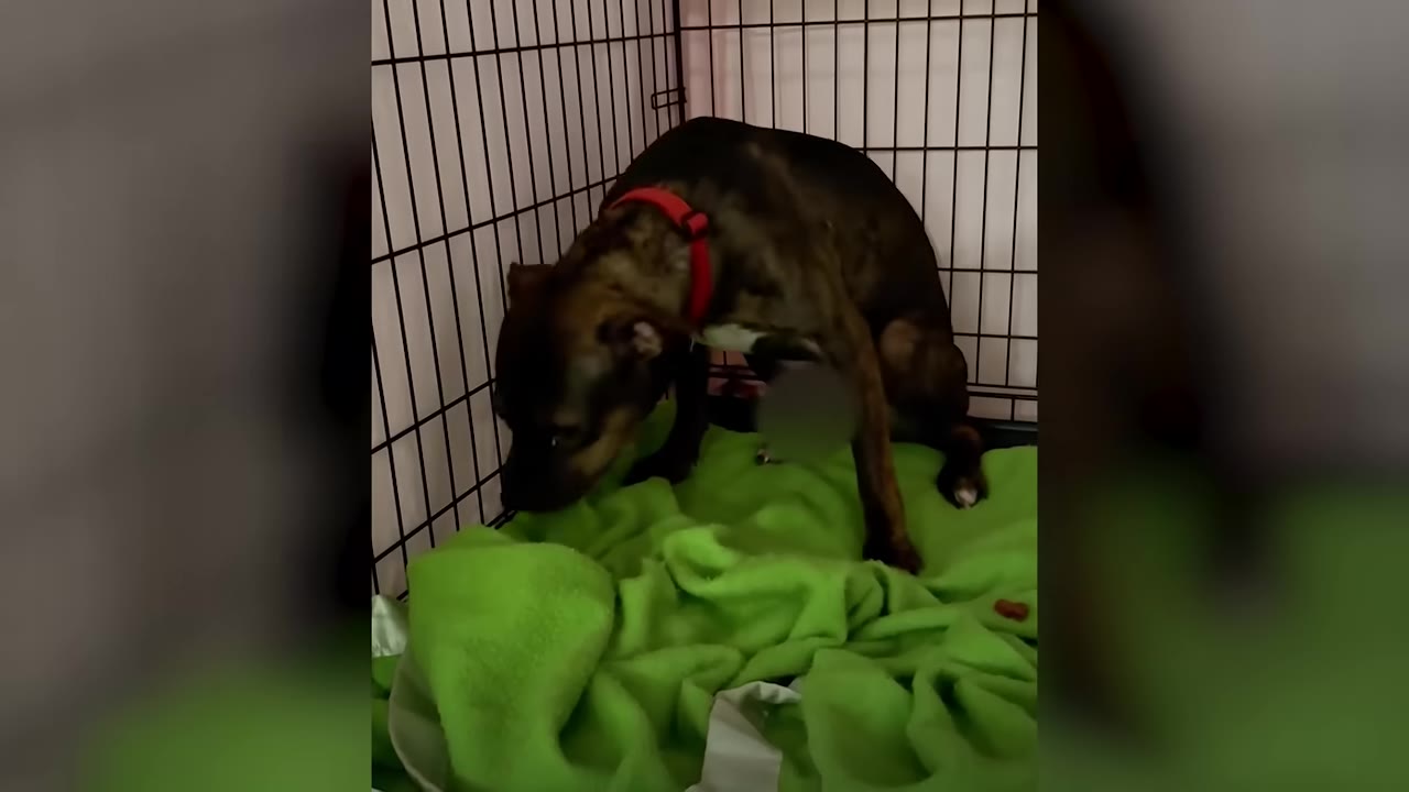 A brindle dog with a red collar cowering inside a wire crate on top of a green blanket, looking down with a fearful posture.