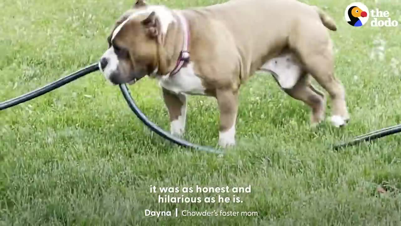 A tan and white bulldog stands on green grass, holding a black garden hose in its mouth.