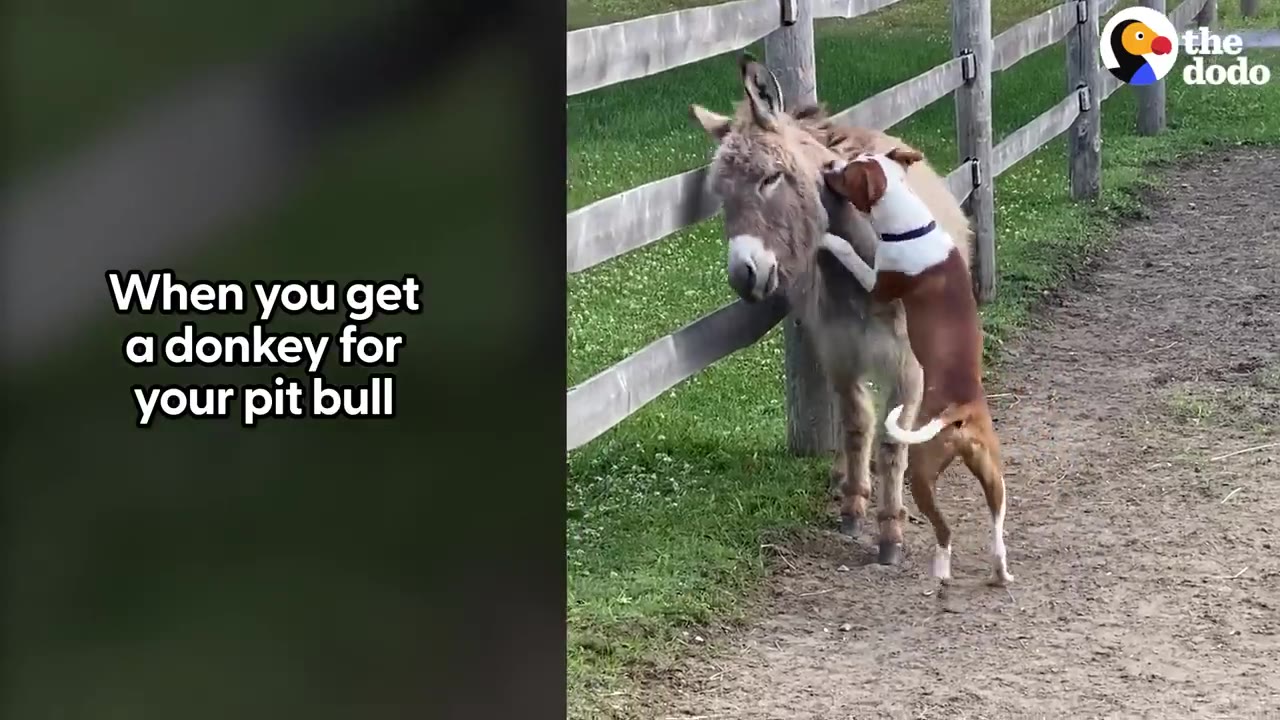 A brown and white dog stands on its hind legs to playfully greet a small grey donkey standing next to a wooden fence.