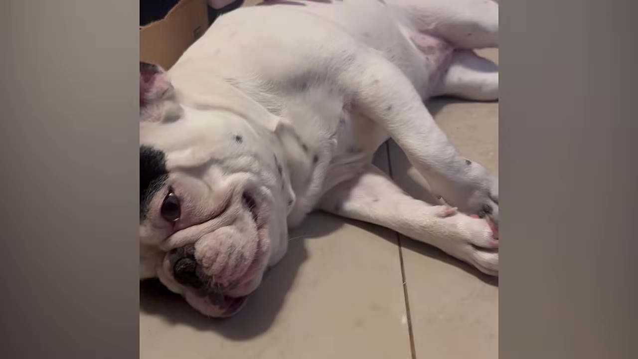 A black and white French bulldog lying on its side on a tiled floor.