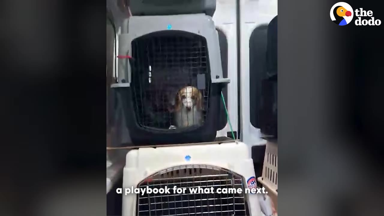 A small brown and white dachshund looks out from a grey plastic pet crate stacked on top of another white crate inside a transport vehicle.