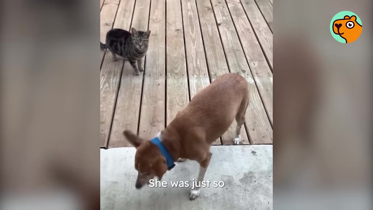 A small brown dog wearing a blue collar stands on a wooden deck near a tabby cat.