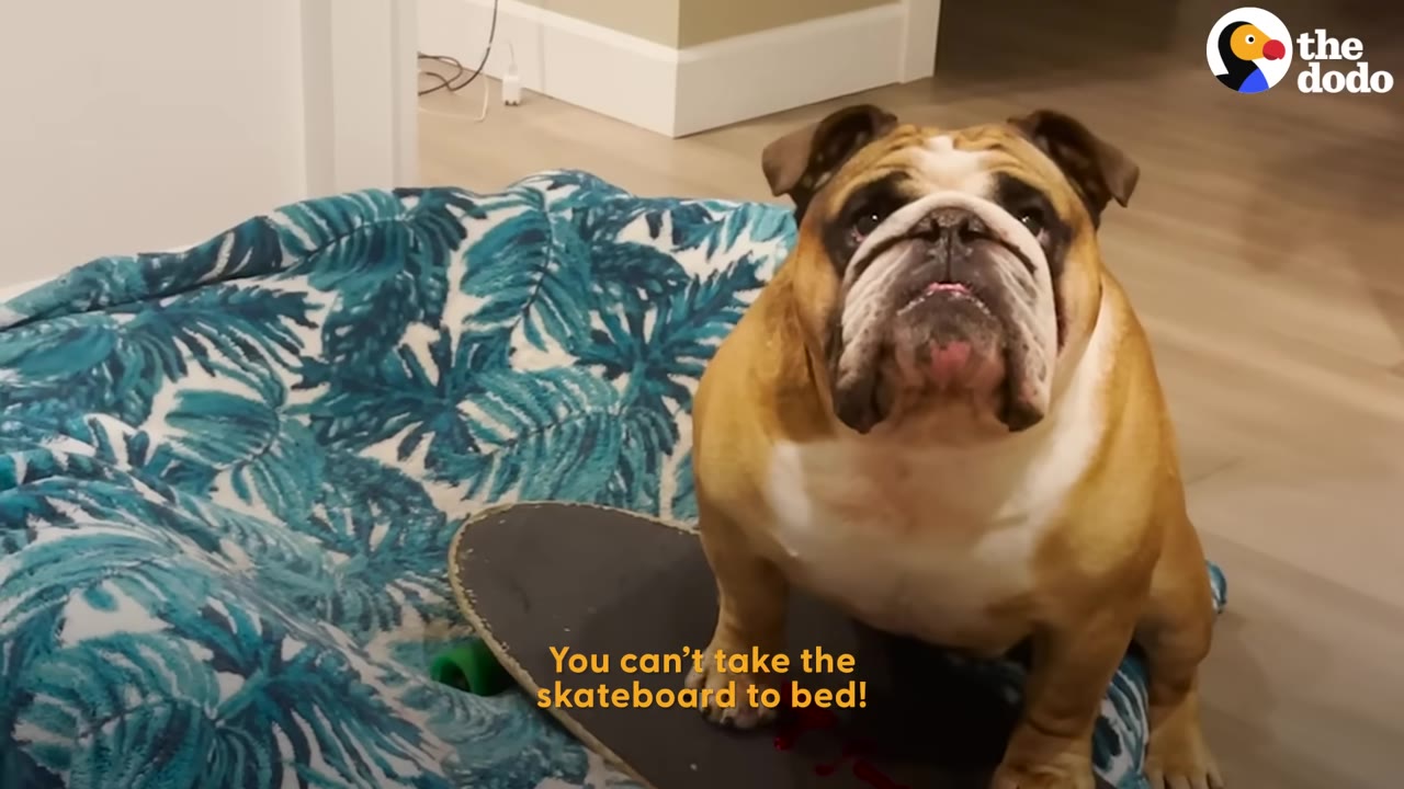 An English bulldog sits on a skateboard next to a blue patterned dog bed and looks directly at the camera.