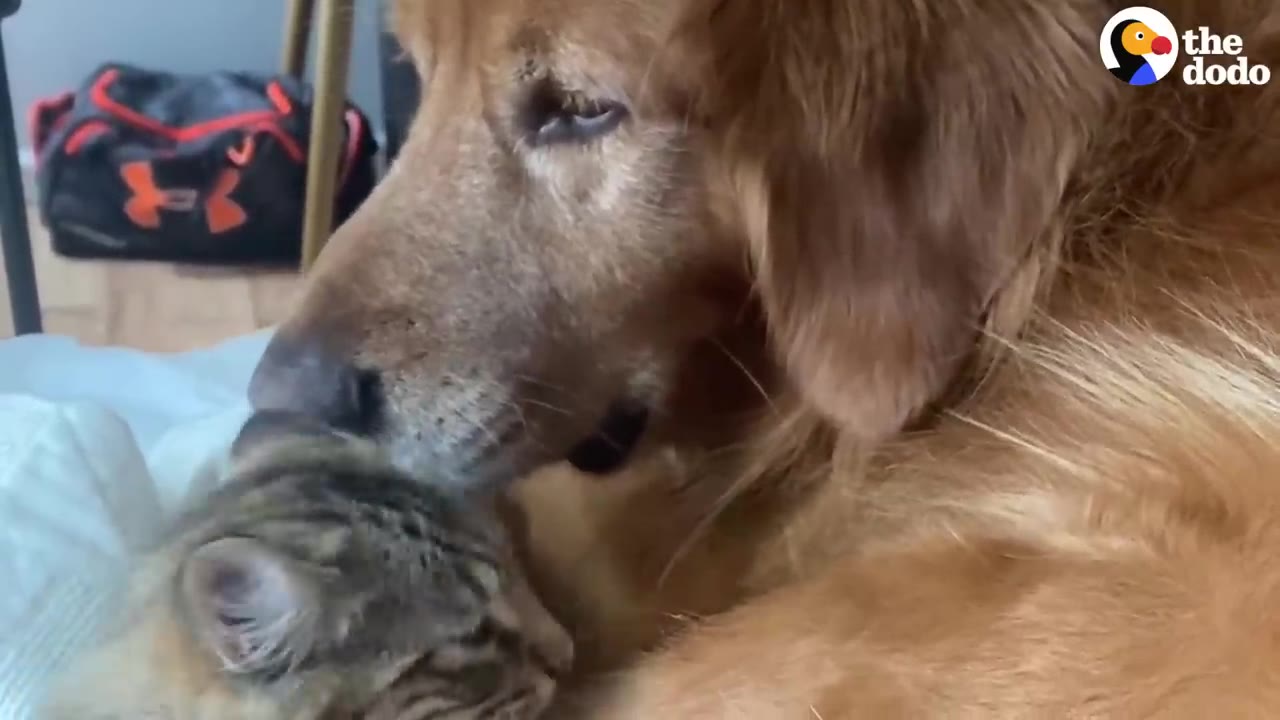 A close-up shot of a golden retriever gently nuzzling a small tabby kitten.