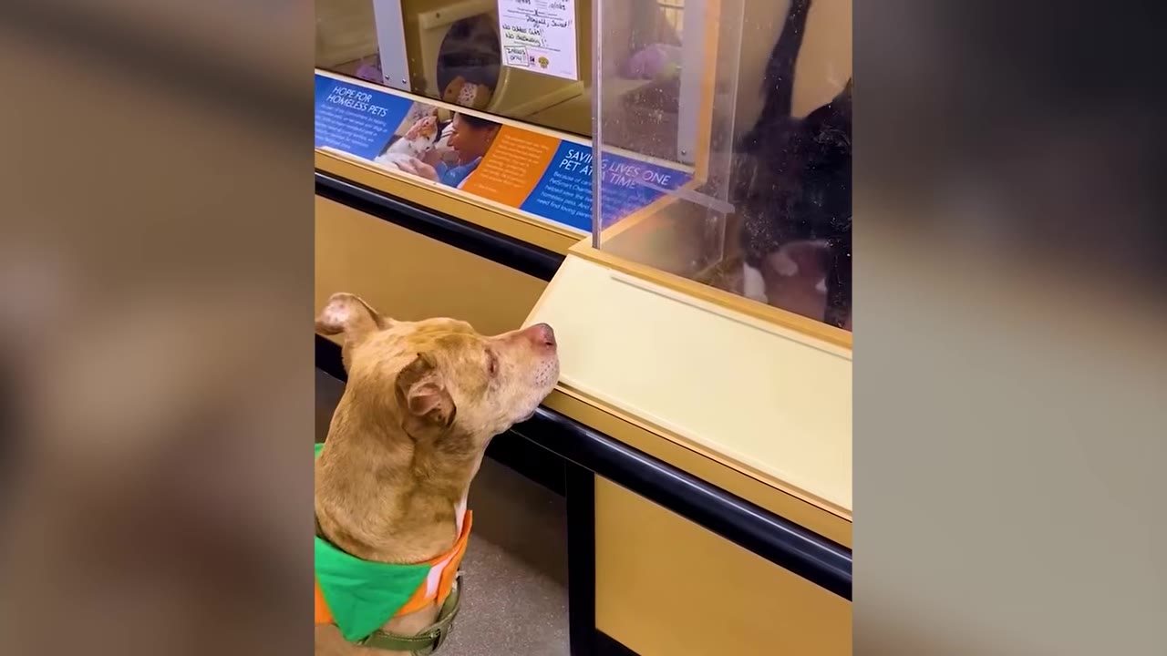 A tan dog looking up at a glass display window at a pet adoption area.