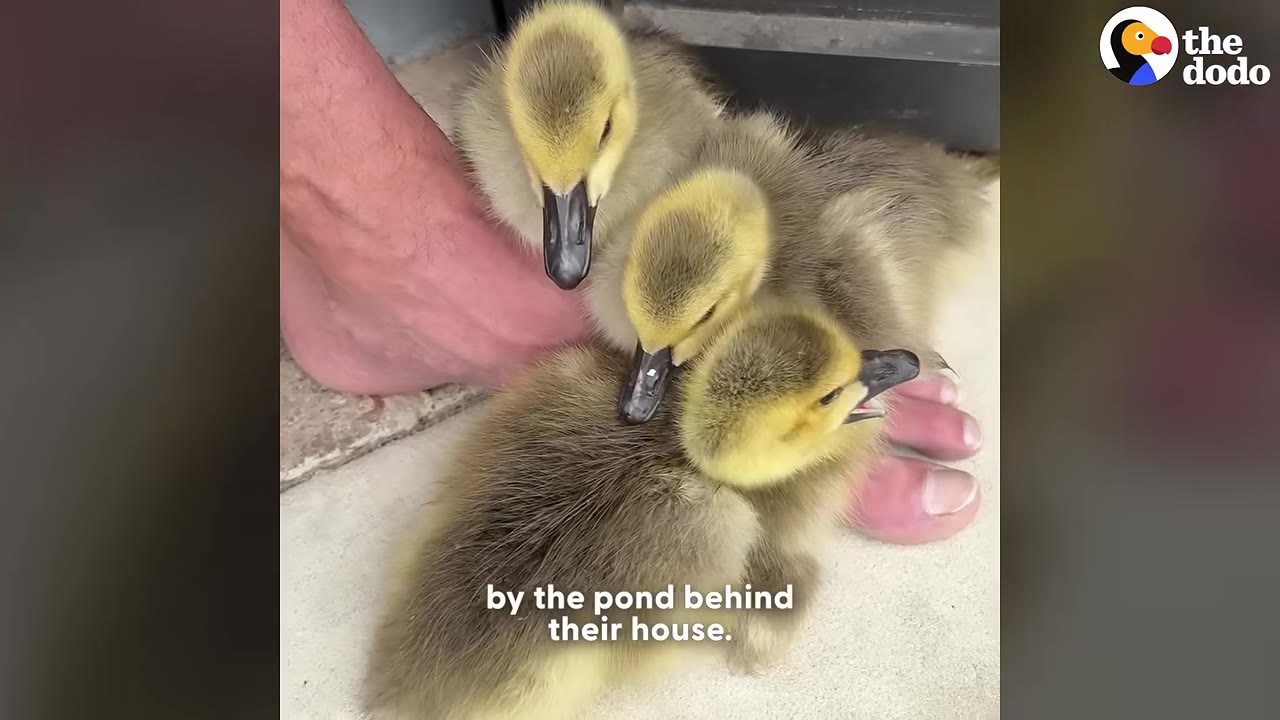 A close-up shot of three small, fluffy yellow and grey goslings huddling around a person's bare foot on a concrete surface.