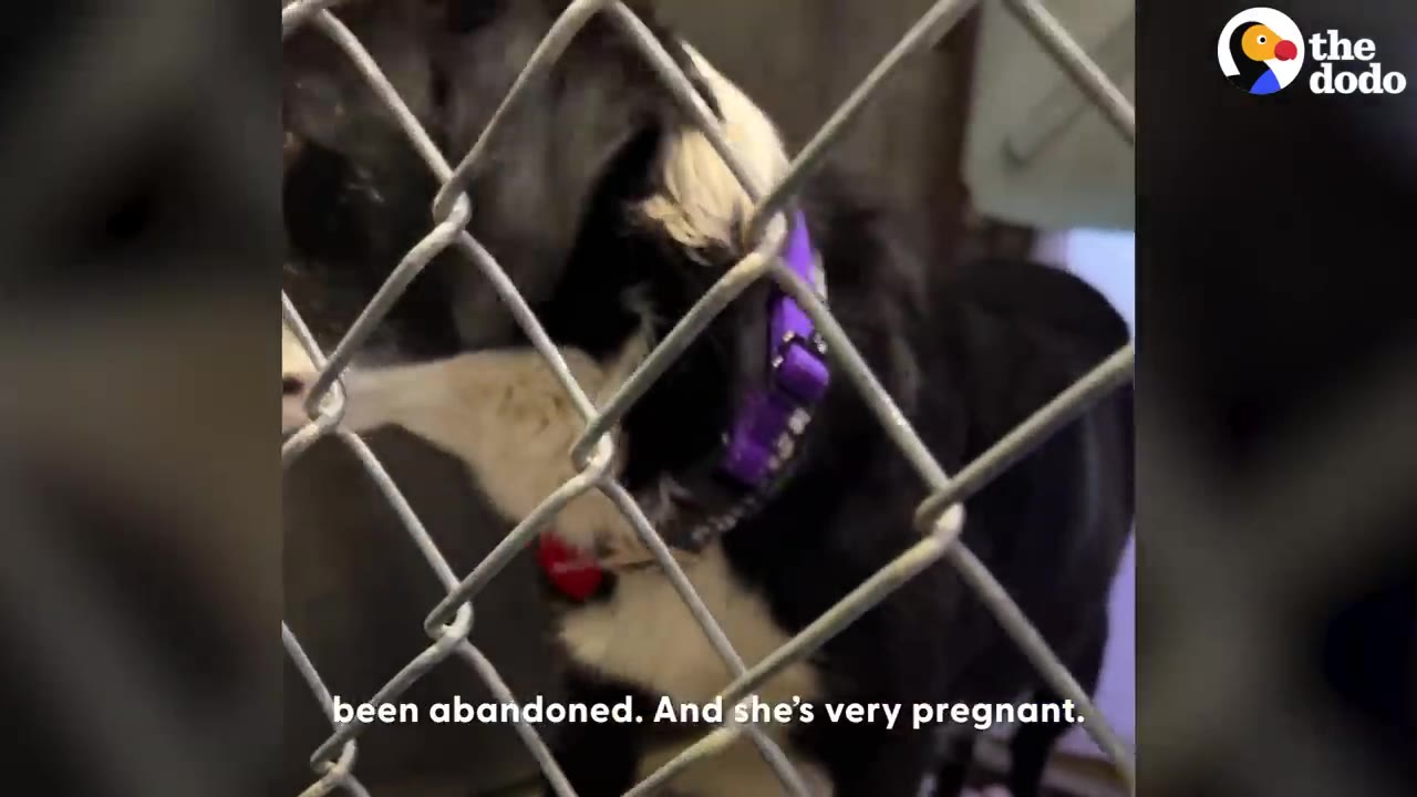 A black and white dog with a purple collar stands behind a chain-link fence in a shelter.