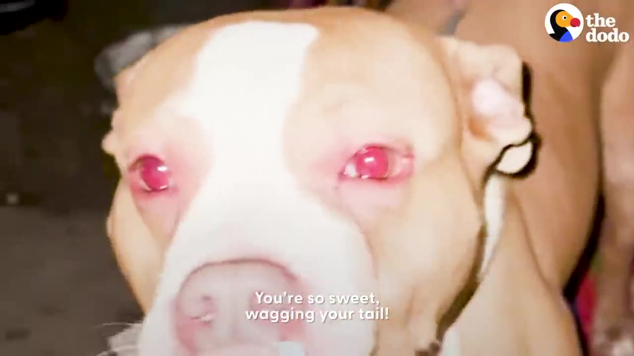 A close-up shot of a tan and white pit bull looking at the camera outdoors at night.