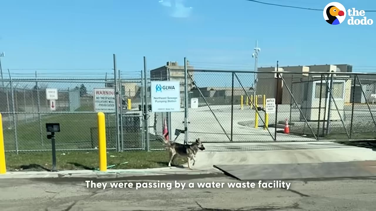 A German Shepherd dog walks along a fence line outside a gated facility with a sign that reads GLWA Northeast Sewage Pumping Station.