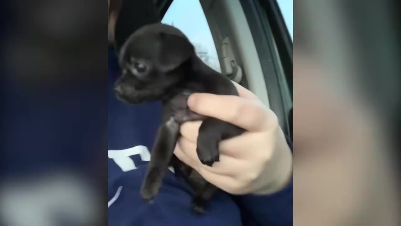 A person holding a tiny black puppy in one hand inside a vehicle.