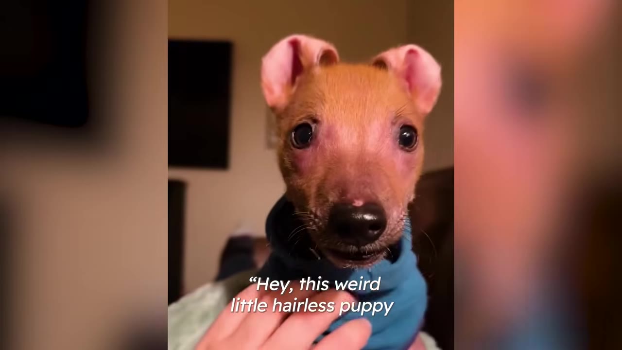 A close-up of a small hairless puppy wearing a blue sweater looking into the camera with caption text about a text message.