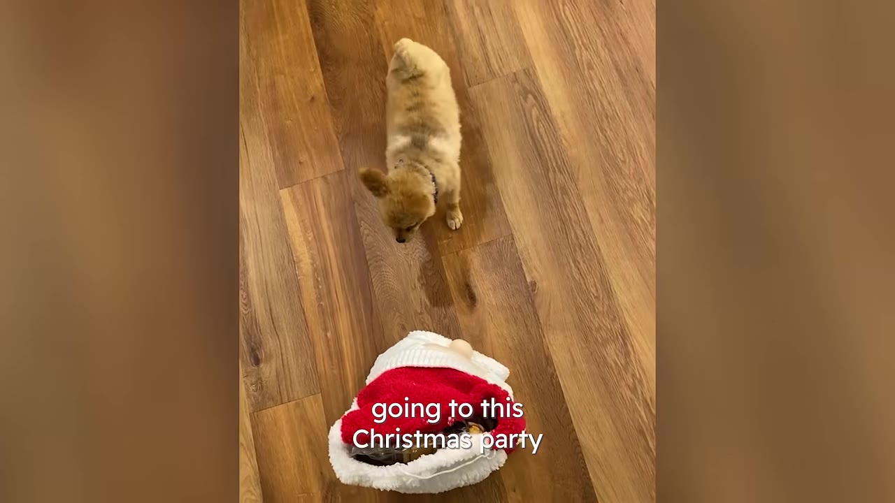 A small, fluffy brown puppy stands on a wooden floor, looking down at a red and white Santa hat bag.