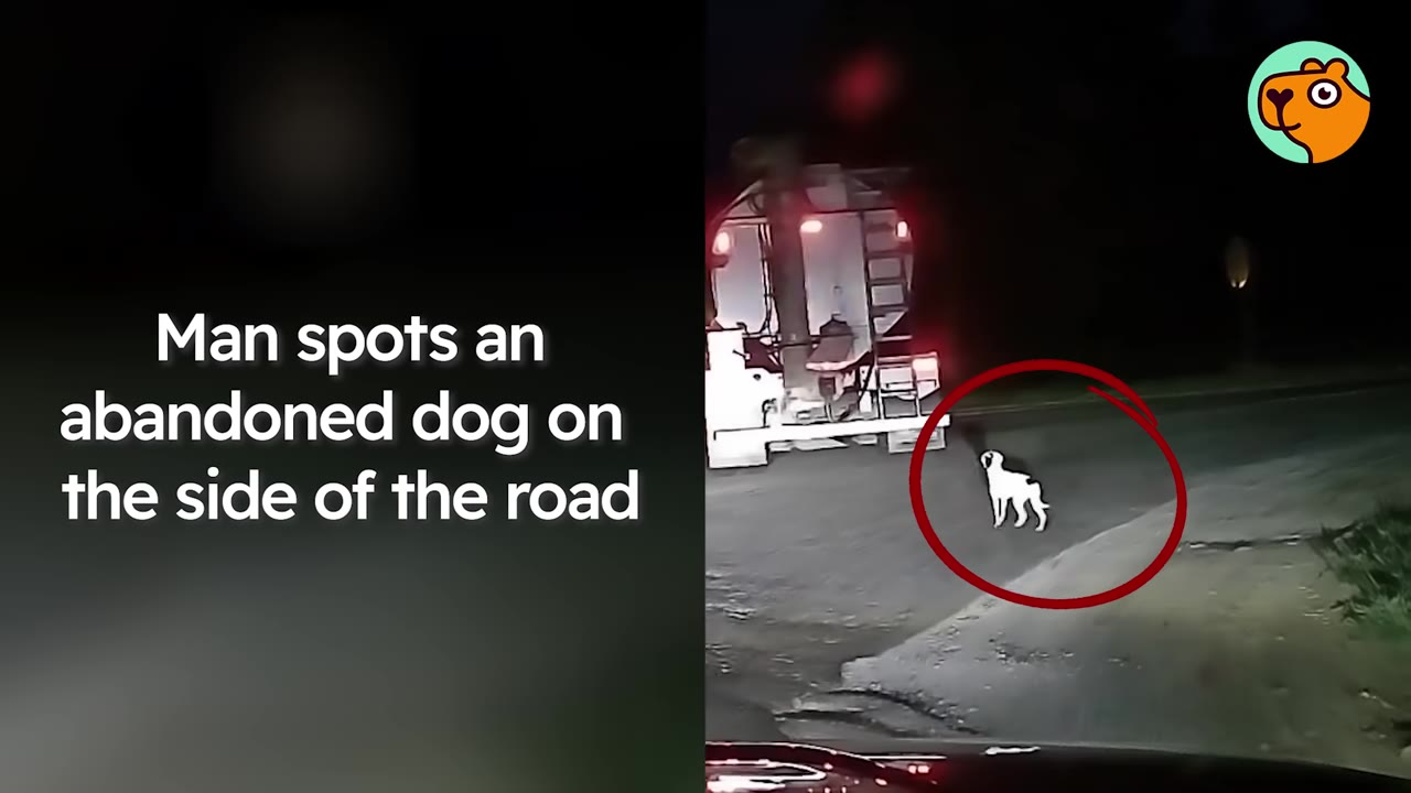 A white dog standing on the side of a road at night, circled in red, viewed from a vehicle.