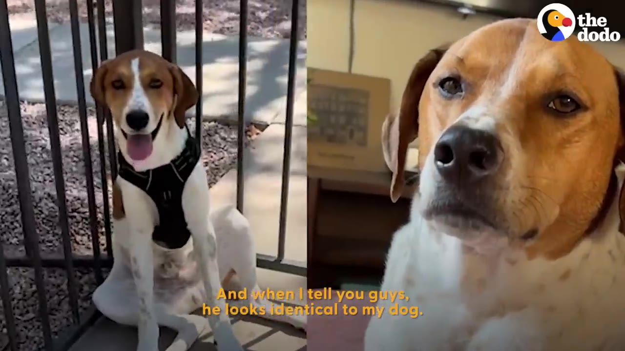 Split screen comparing a brown and white dog sitting in an enclosure on the left with a close-up of a similar brown and white dog on the right.