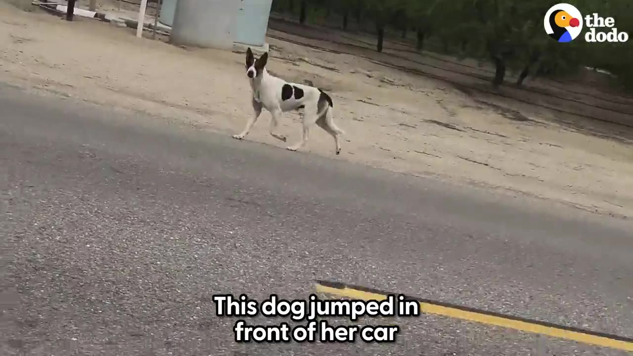A white and brown dog trotting along the side of a paved road next to an orchard.