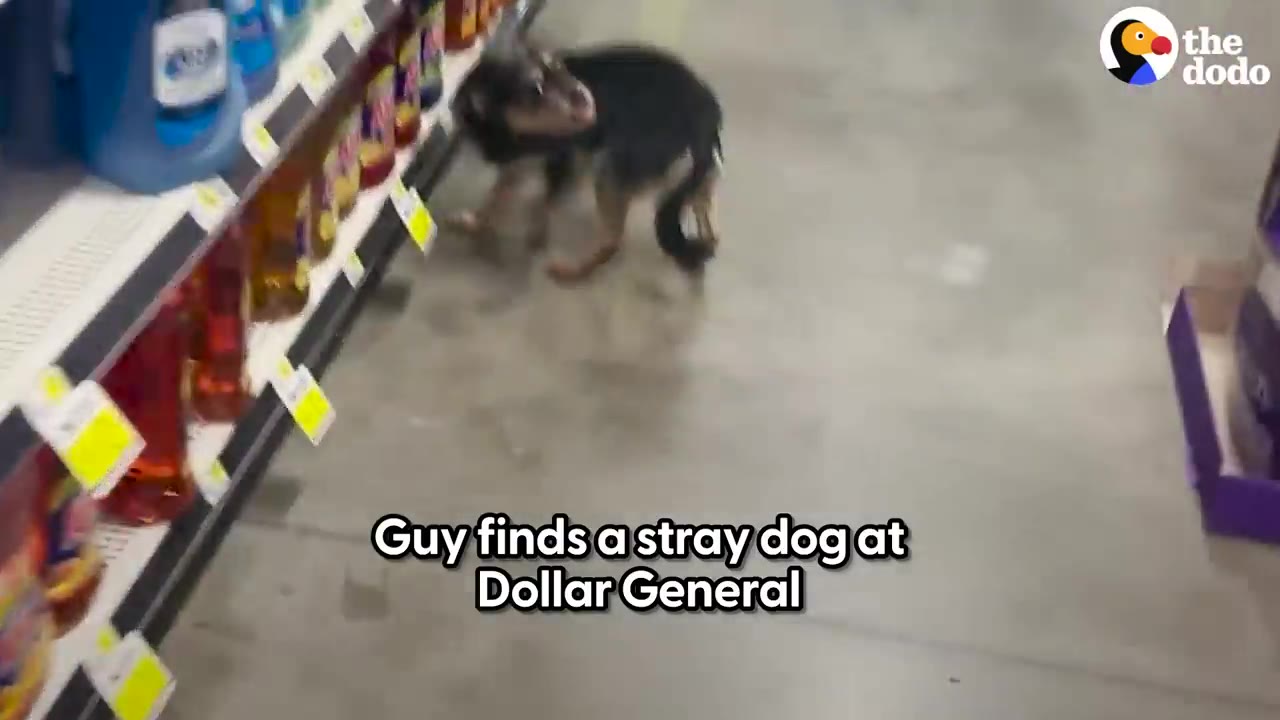A small black and tan dog standing in a store aisle next to shelves stocked with products.