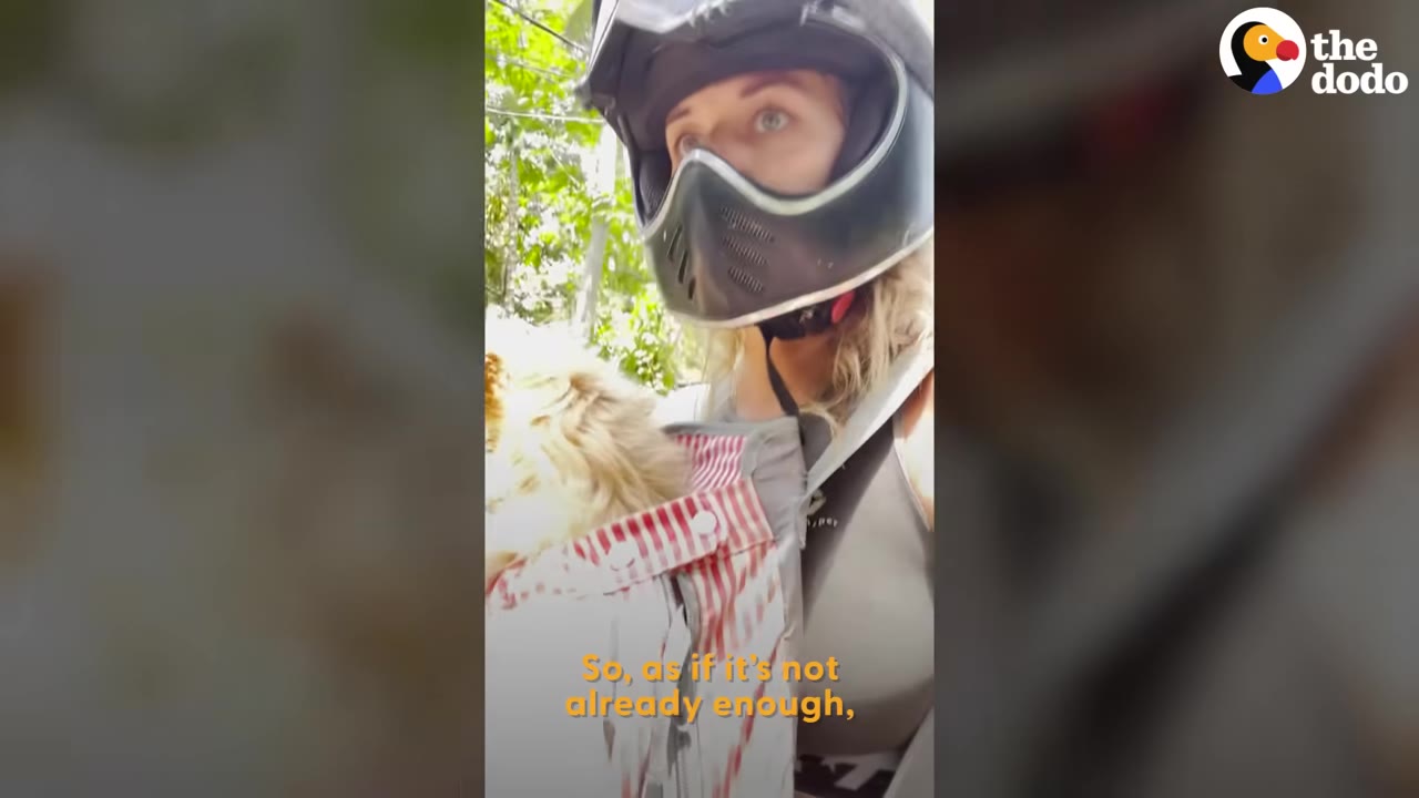 A person wearing a helmet while riding a motor vehicle outdoors with a dog in a front pouch.