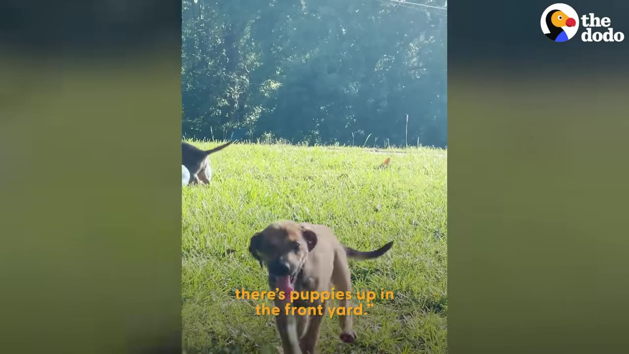 A brown puppy running toward the camera across a grassy yard with text reading 'there's puppies up in the front yard.'