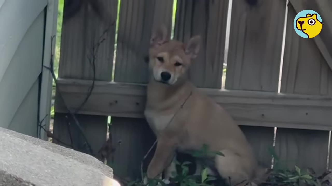A small tan puppy sitting by a wooden fence, looking directly towards the camera.