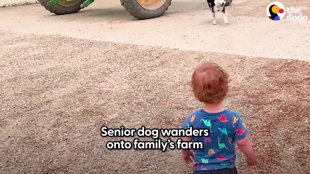 A toddler standing on a dirt ground looking toward a black and white senior dog approaching near tractor tires.