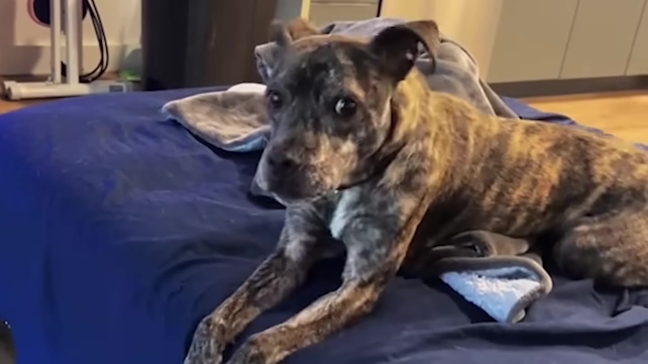 A brindle-colored rescue dog lying on a blue bed, looking alertly towards the camera with wide eyes.