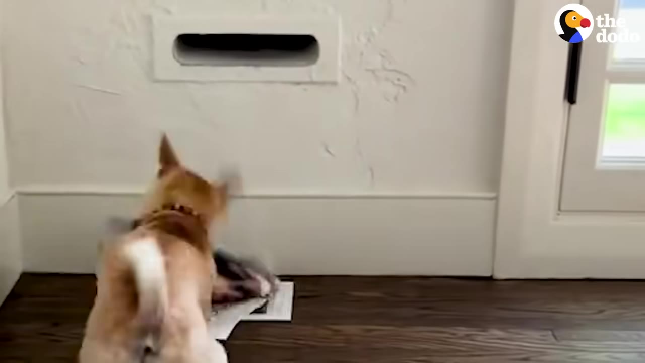 A small tan Chihuahua stands on a dark wood floor looking at mail that has fallen below a mail slot in the wall.