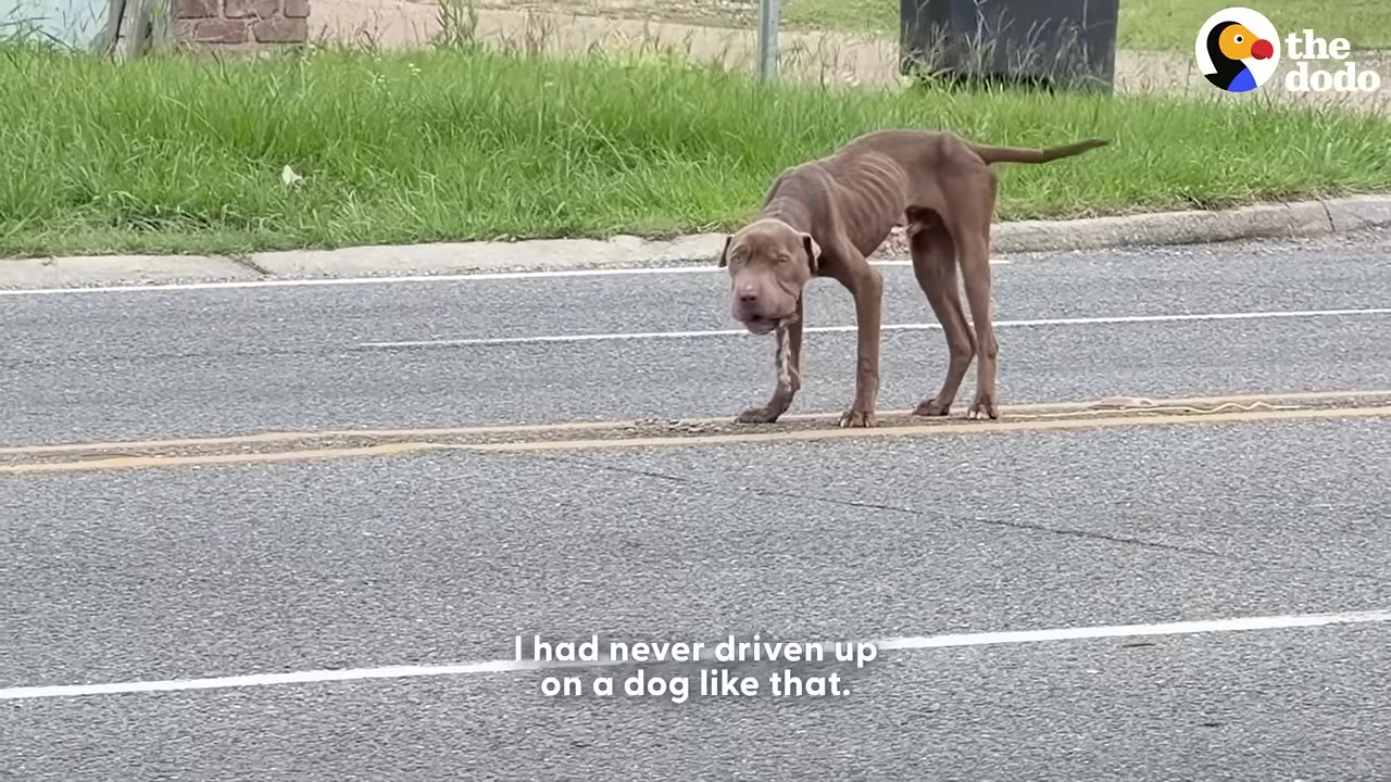 An extremely emaciated brown dog stands on the double yellow lines of an asphalt road, looking toward the camera.