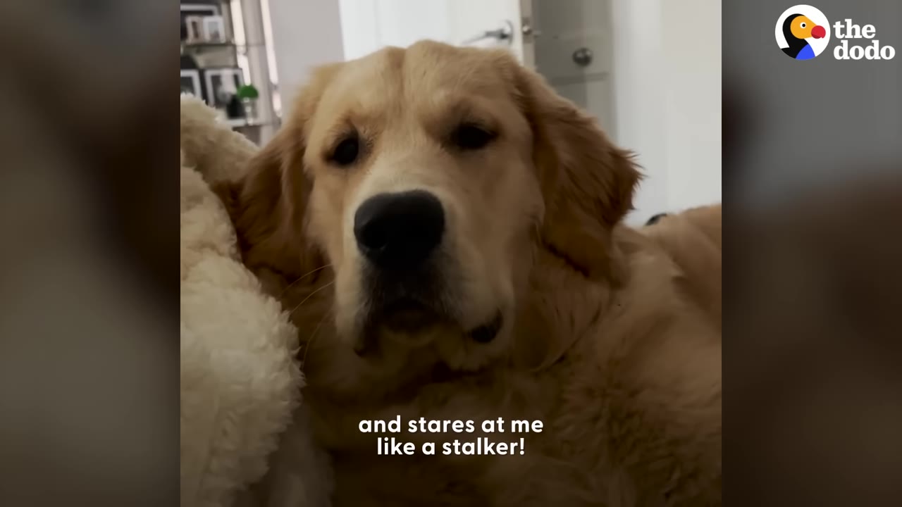 A golden retriever lying on a bed staring directly into the camera.