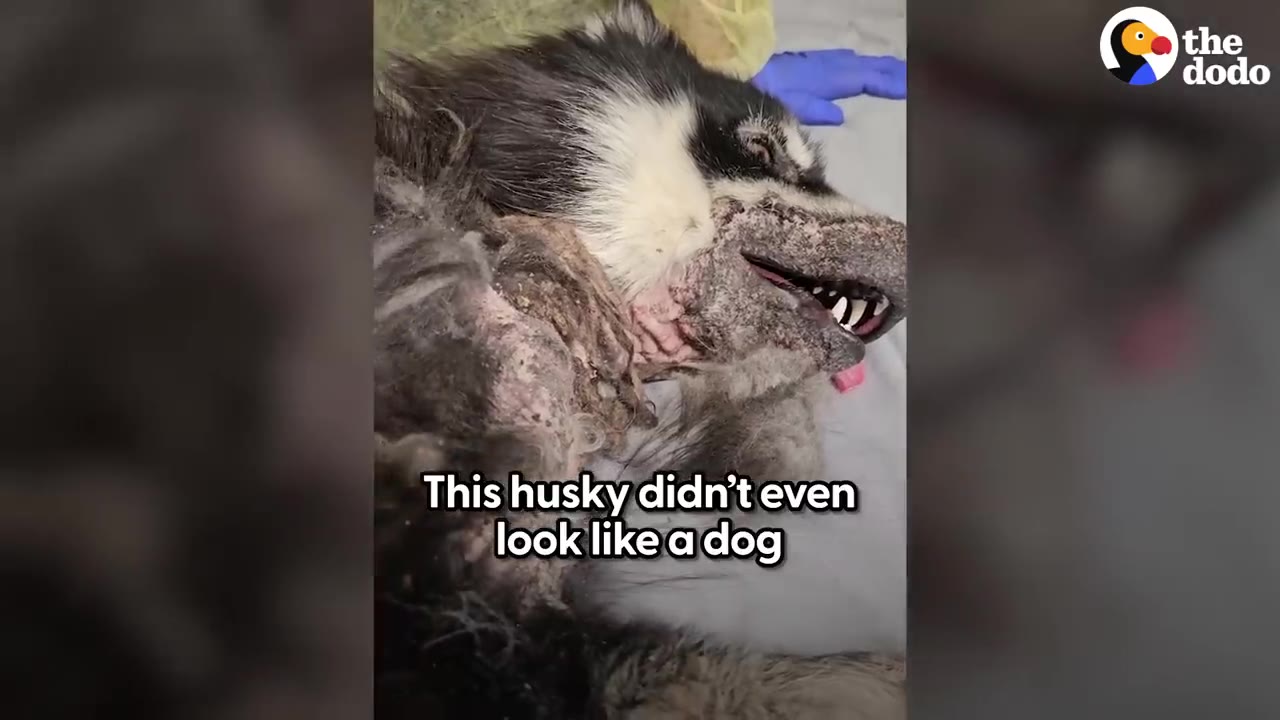 A close-up view of a severely neglected husky lying on a table with damaged skin around its head and snout.