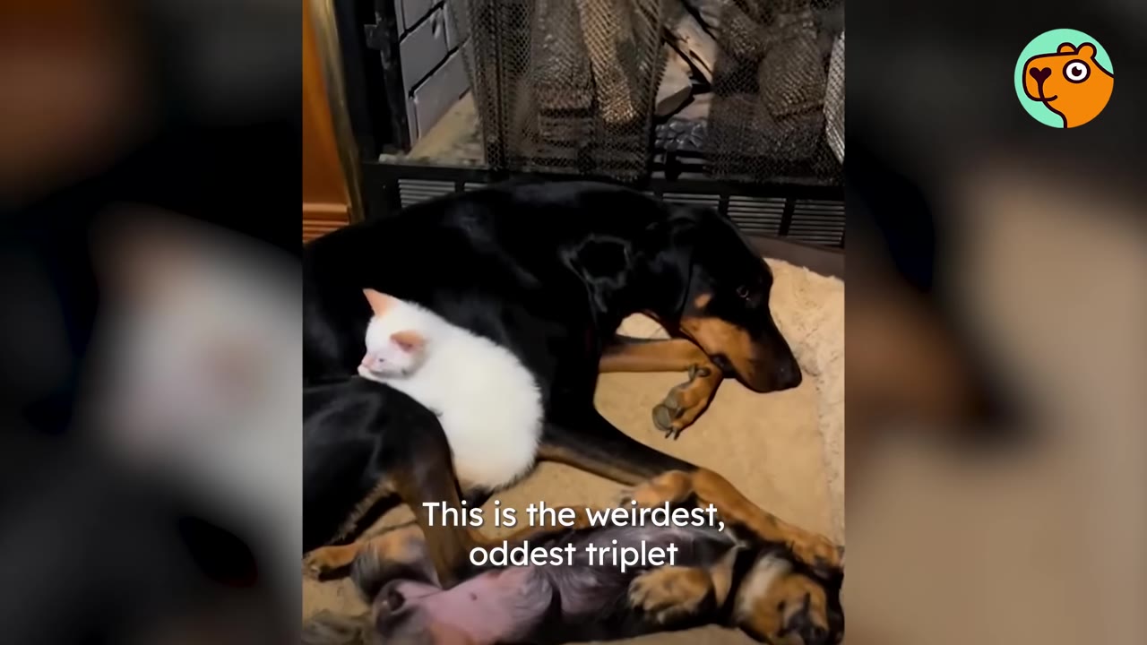 A large black and tan dog lying on a pet bed with a small white kitten resting on its back and a small puppy lying on its back beside them.