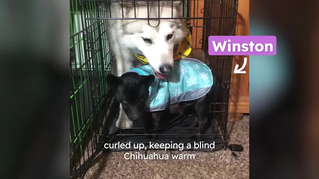 A husky standing inside a metal crate behind a small black dog wearing a blue snowflake coat.
