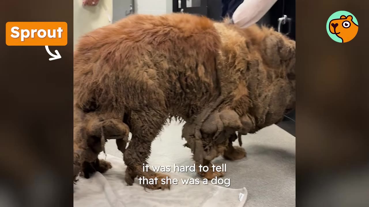A heavily matted brown dog standing on a towel inside a rescue facility.
