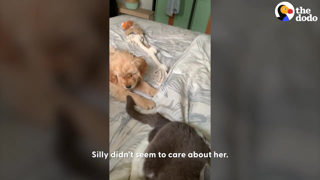 A golden retriever puppy lying on a bed reaching towards a grey and white cat walking away.