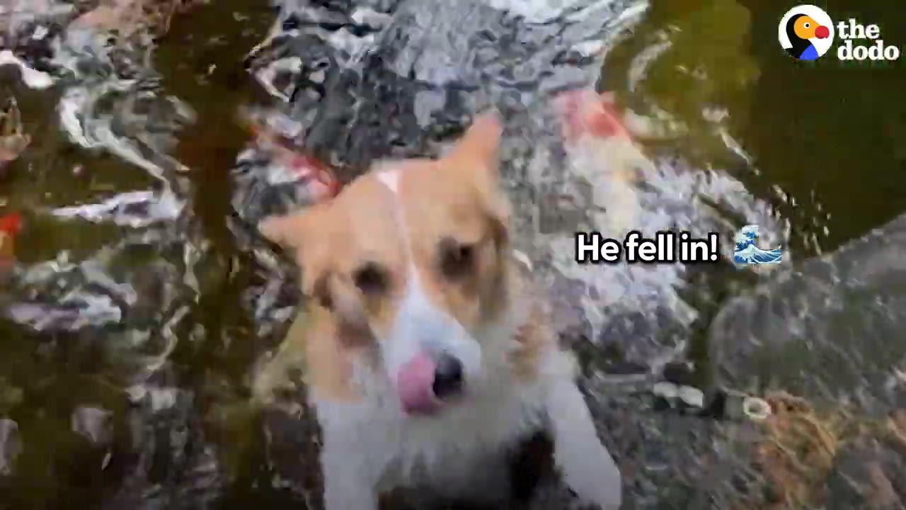 A brown and white Corgi standing in water looking directly at the camera while licking its nose.