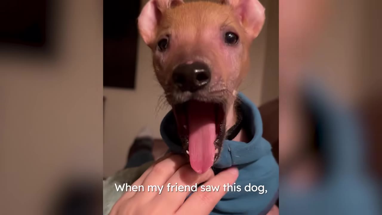 A close-up portrait of a small, mostly hairless puppy with folded ears wearing a blue sweater, yawning with its mouth wide open.