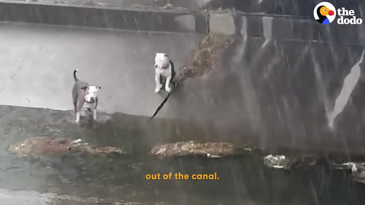 Two pit bull type dogs standing in shallow water at the bottom of a steep concrete canal.
