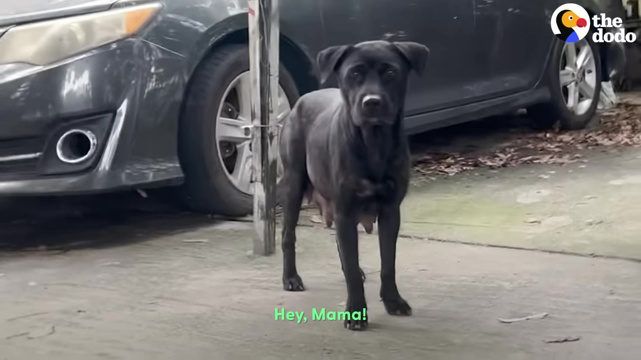 A black female dog stands on a concrete driveway next to a parked car, looking directly at the camera.