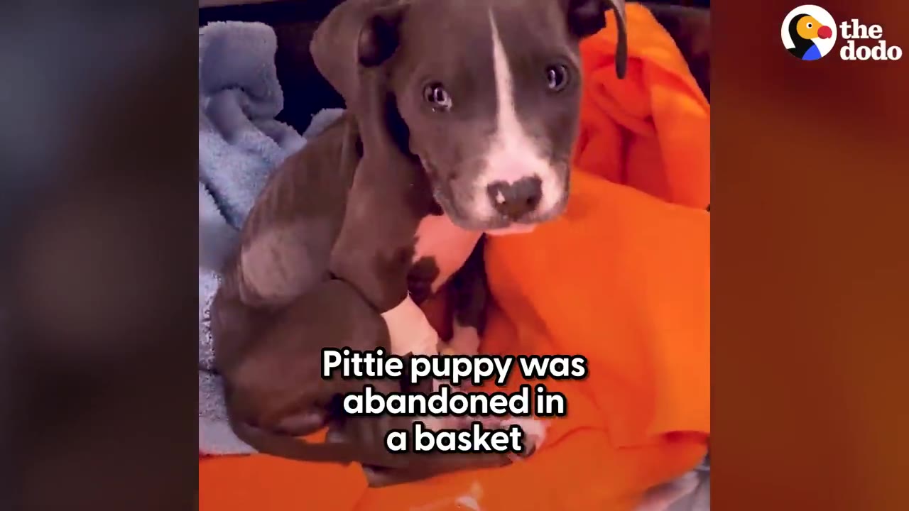 A small grey and white pit bull puppy sitting on an orange blanket and looking at the camera.