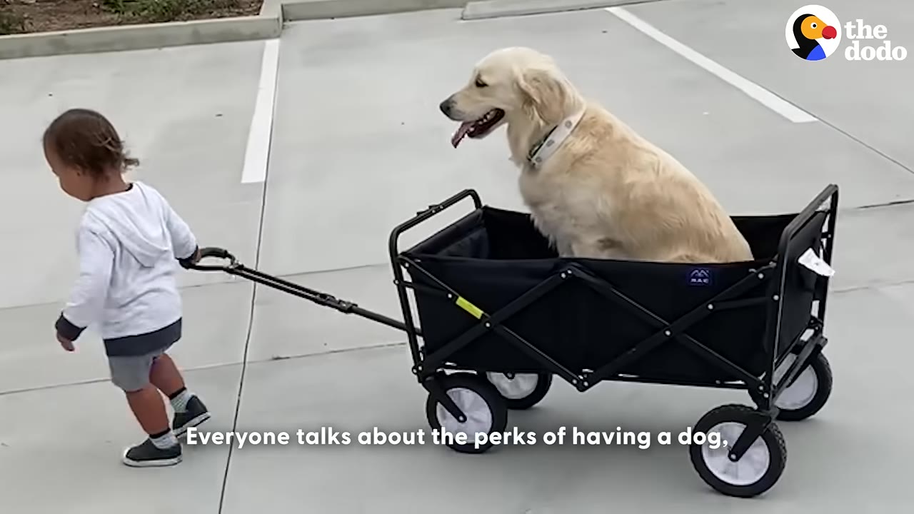 A toddler pulls a golden retriever sitting inside a black utility wagon across a concrete driveway.