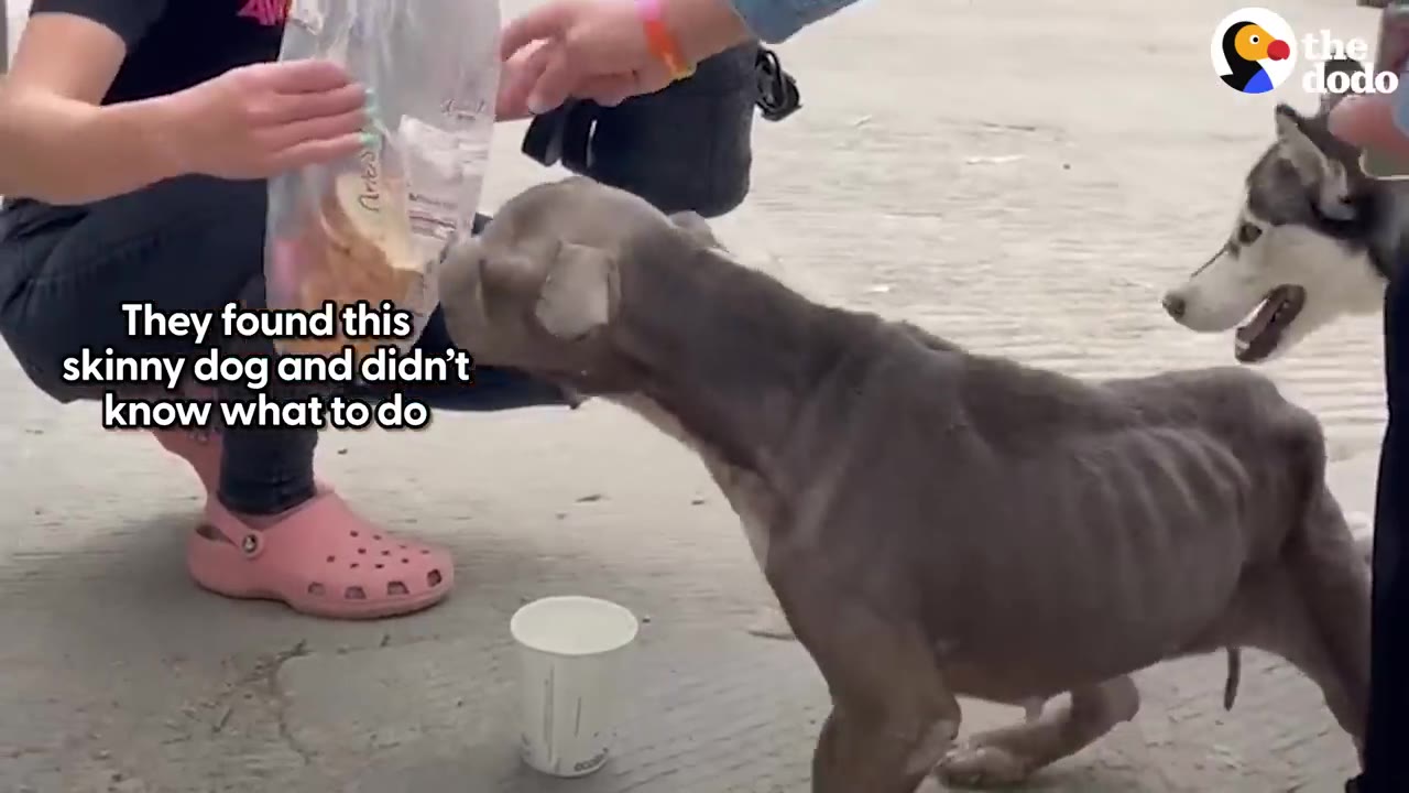 A very thin grey dog stands on a paved street reaching toward a bag of food held by a person.