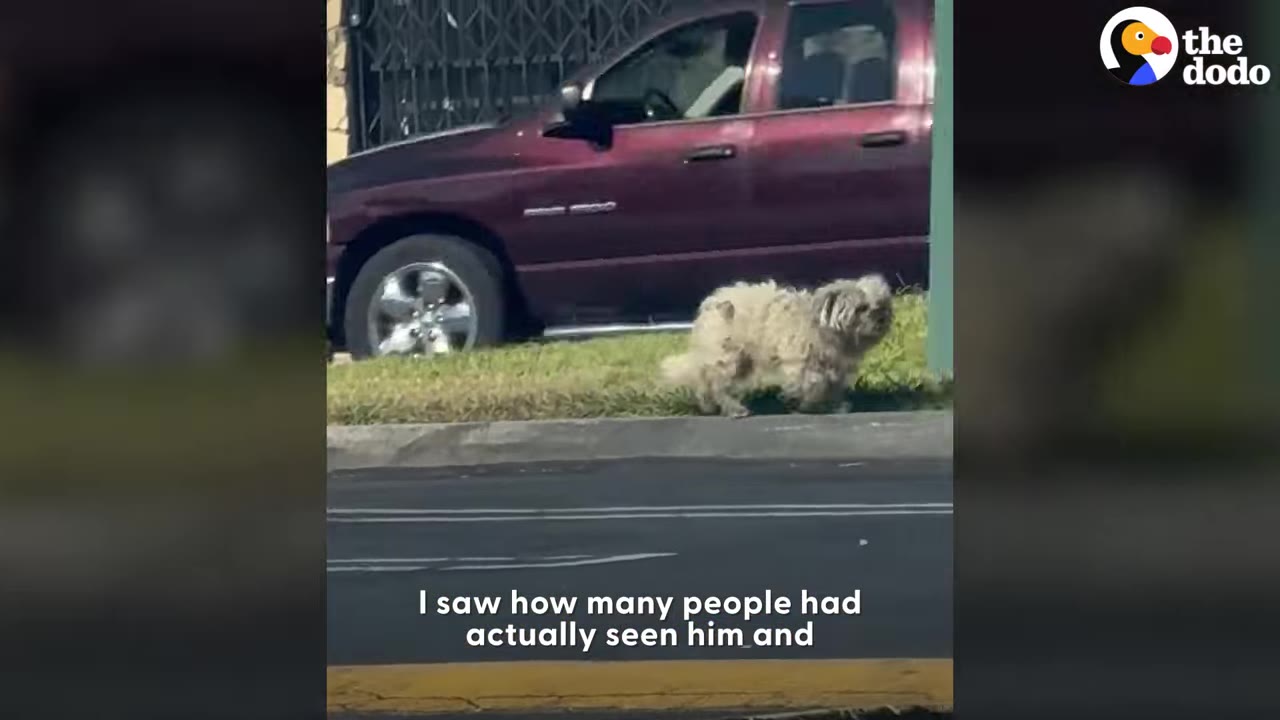 A small, matted dog walking on a grassy strip beside a parked red pickup truck.